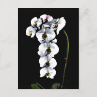 Orchidée blanche