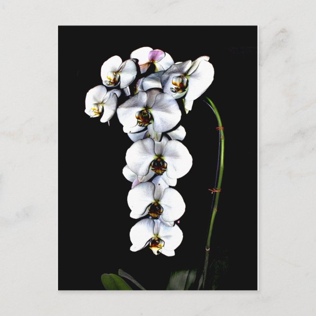 Carte Postale Orchidée blanche (Devant)