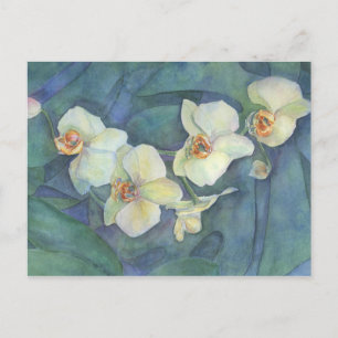 Carte Postale Orchidée blanche
