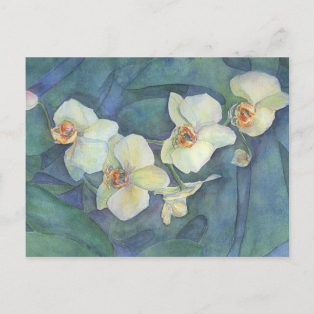 Carte Postale Orchidée blanche (Devant)
