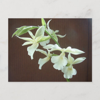 Carte Postale Orchidée blanche