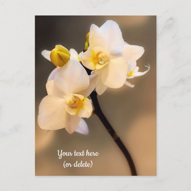 Carte postale Orchidée blanche (Devant)