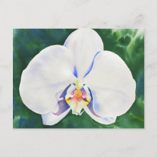 Carte Postale Orchidée blanche