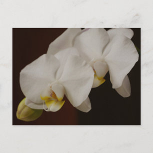 Carte postale Orchidée Blanche
