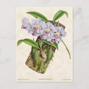 Carte Postale Orchidée blanche Aganisia Vintage Botanique