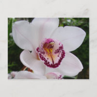 Orchidée Blanche I Belle Fleur Tropicale