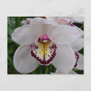 Carte Postale Orchidée blanche II Élégante florale