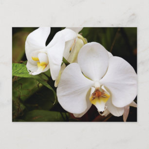 Carte Postale Orchidée blanche (Phalaenopsis Aphrodite)