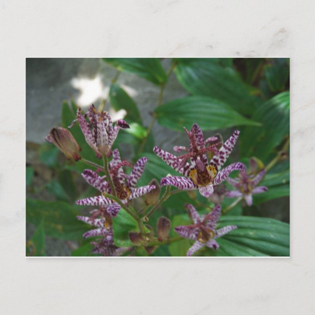 Carte Postale Orchidée blanche rayée violette rose comme lys de  (Devant)