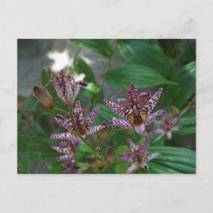 Carte Postale Orchidée blanche rayée violette rose comme lys de 