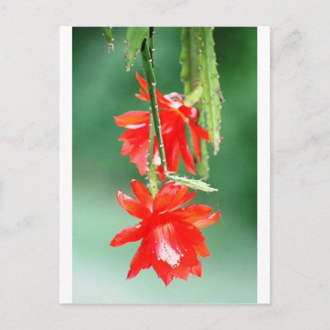 Carte Postale Orchidée cactus en fleurs (Devant)