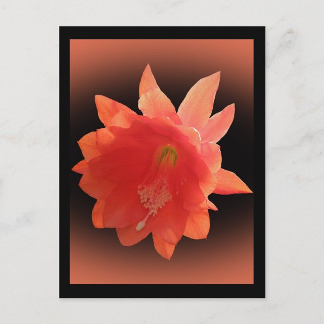 Carte Postale Orchidée Cactus - Epiphyllum Ackermannii - Blossom (Devant)