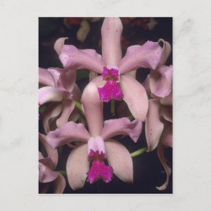 Carte Postale Orchidée, (Cattleya amethystoglossa), Est