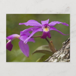Carte Postale Orchidée Cattleya violette Cattleya violacea)