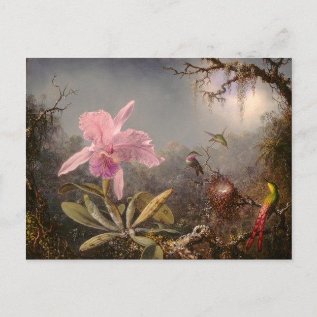 Carte Postale Orchidée de Cattleya et trois colibris (Devant)