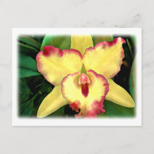 Carte Postale Orchidée de Cattleya jaune avec rouffle rouge