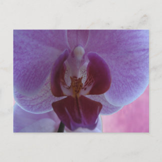 Carte Postale Orchidée de couleur indienne