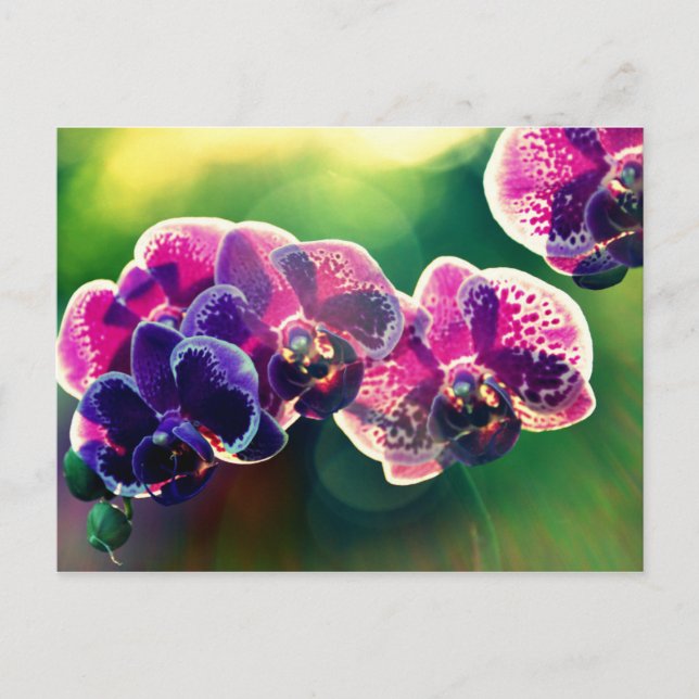 Carte Postale Orchidée de Dayspring (Devant)