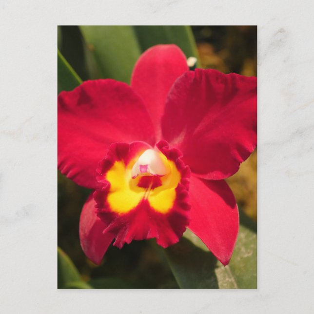 Carte Postale Orchidée de feu (Devant)