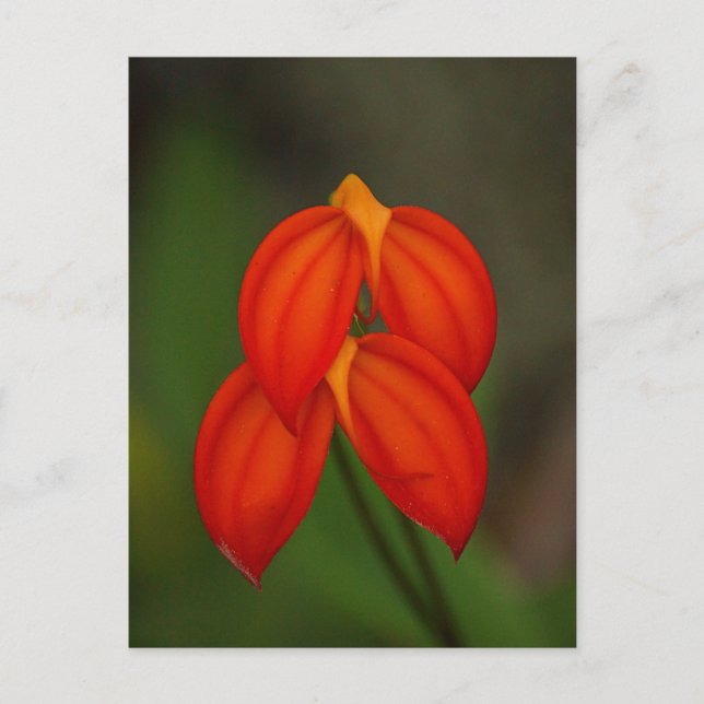 Carte Postale Orchidée de Masdevallia ignea (Devant)