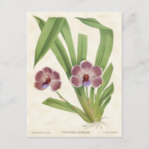 Carte Postale Orchidée de Pescatorea violet Vintage Botanique