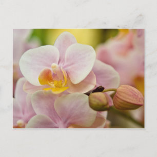 Carte Postale Orchidée de Phalaenopsis