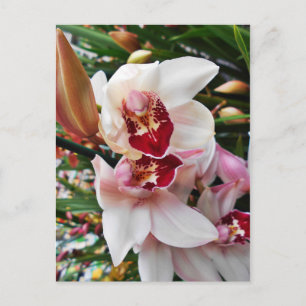 Carte Postale Orchidée de Phalaenopsis blanc et rose