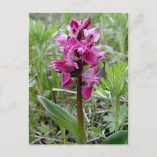 Carte Postale Orchidée de tourbière pourpre, île Unalaska