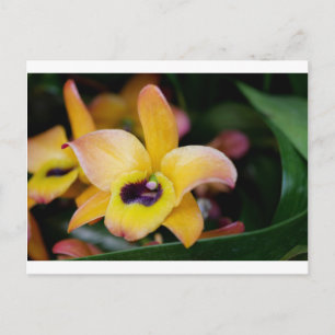 Carte Postale Orchidée du coucher de soleil