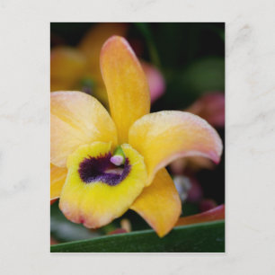 Carte Postale Orchidée du coucher de soleil