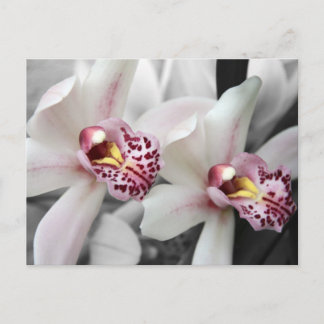 Carte Postale Orchidée du feu