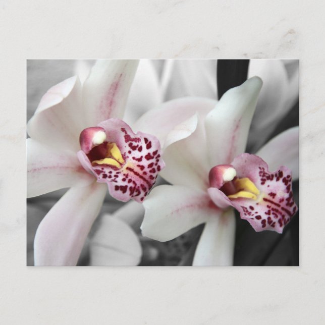 Carte Postale Orchidée du feu (Devant)