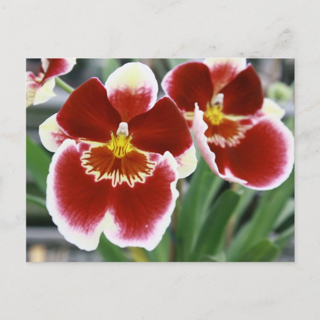 Carte Postale orchidée Extraordinaire de miltonia (Devant)