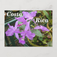 Orchidée — Fleur nationale du Costa Rica