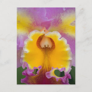 Carte Postale Orchidée hybride, Floride