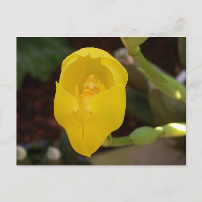 Carte postale orchidée jaune (Devant)