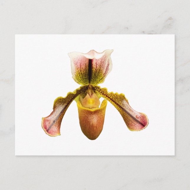 Carte Postale Orchidée jaune (Devant)