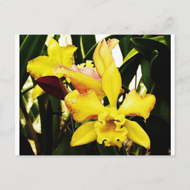 Carte Postale Orchidée jaune (Devant)