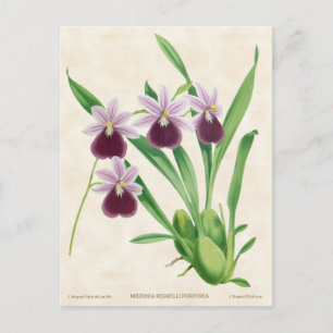 Carte Postale Orchidée Miltonia Violette Botanique Vintage