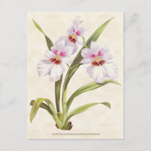 Carte Postale Orchidée Odontoglossum blanche Vintage Botanique