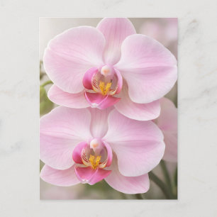 Carte Postale Orchidée Phalaenopsis Rose Clair