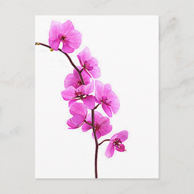 Carte Postale "Orchidée rose" (Devant)