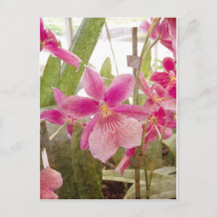 Carte Postale Orchidée rose