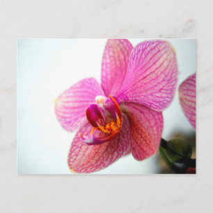 Carte Postale Orchidée rose