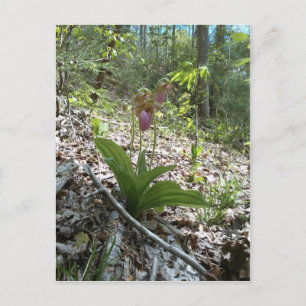 Carte Postale Orchidée rose