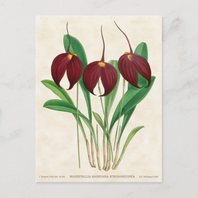 Carte Postale Orchidée rouge foncé Masdevallia Vintage Botanique (Devant)