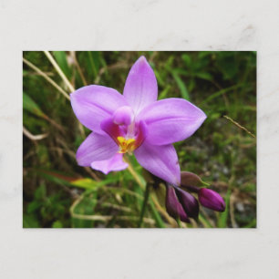 Carte Postale Orchidée sauvage violette Fleur tropicale