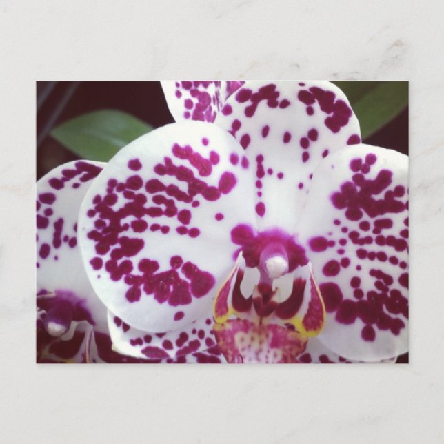 Carte postale orchidée tachetée (Devant)