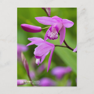 Carte Postale Orchidée Urne [Carte postale]