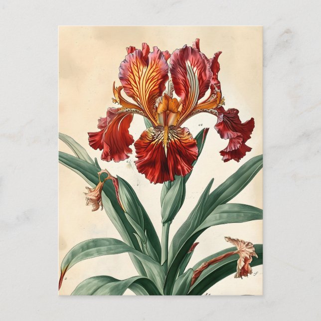 Carte Postale Orchidée vintage (Devant)